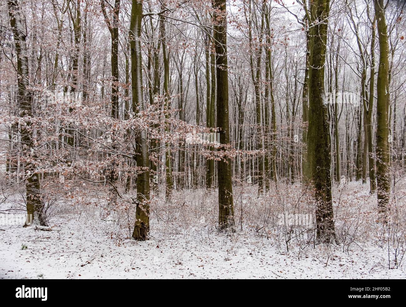 winter landscape in the forest in snow Stock Photo - Alamy