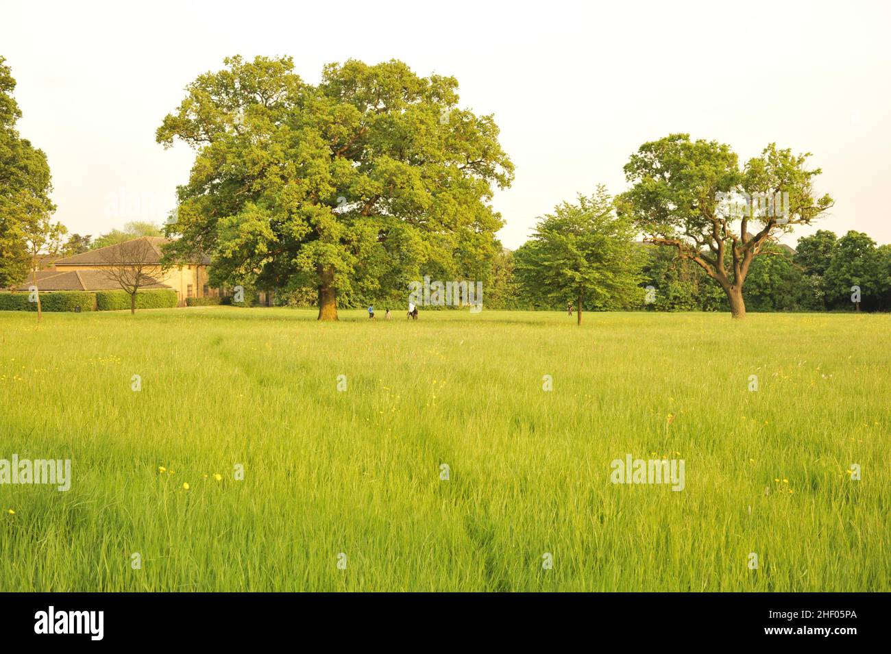 Horsenden Hill open space, oak trees and meadow in spring, Perivale west London UK Stock Photo