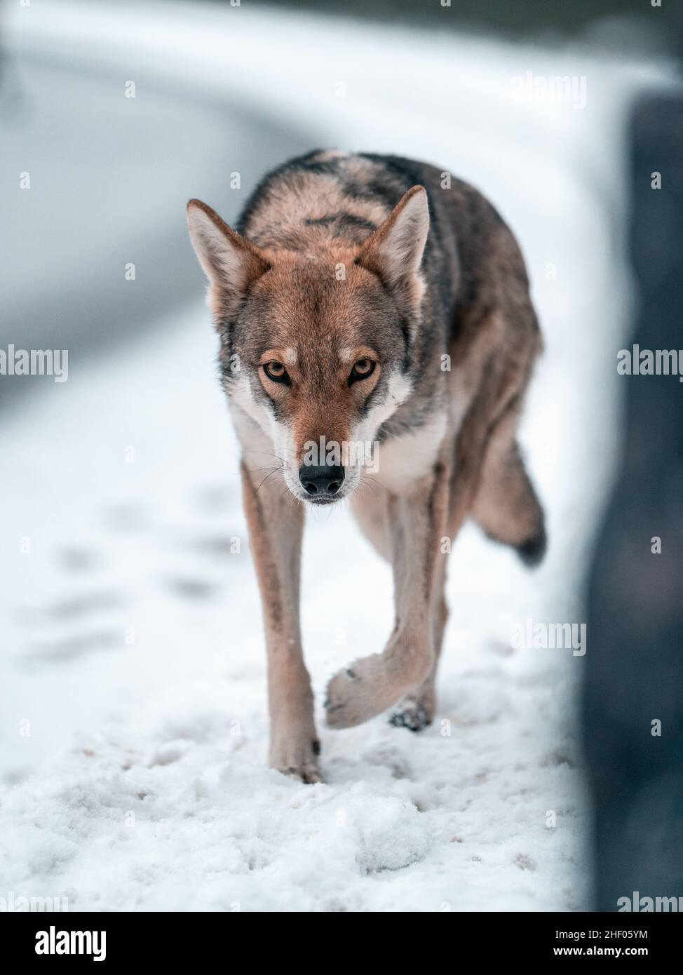 beautiful and healthy saarloos wolfdog posing in the snow Stock Photo