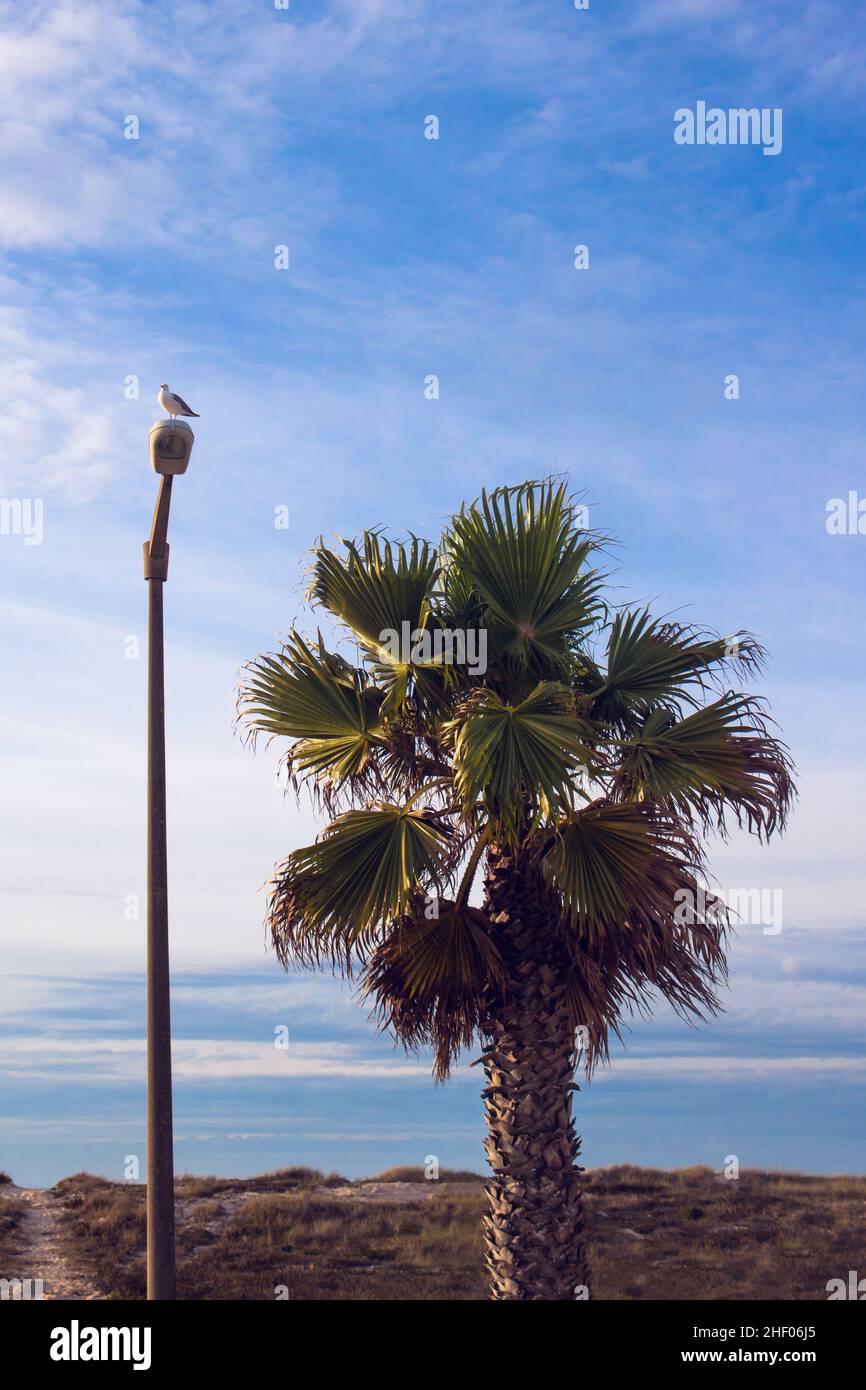 Coastal landscape with one palm tree and seagull perching on top of street lamp on a blue sky background. Vertical orientation. Quiaios, Portugal Stock Photo