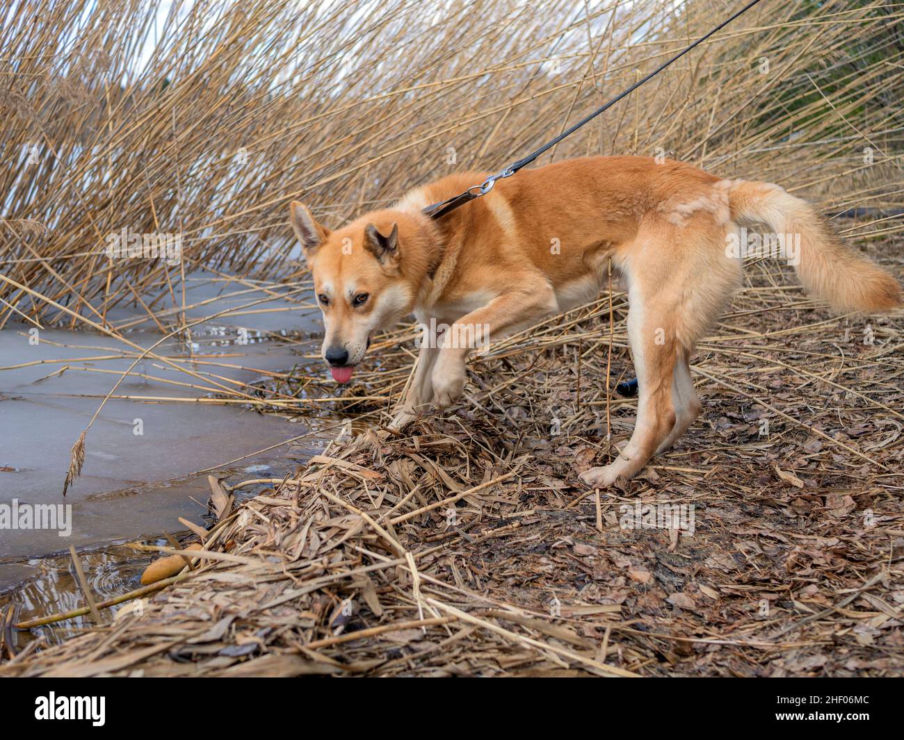 Big collar hires stock photography and images Alamy