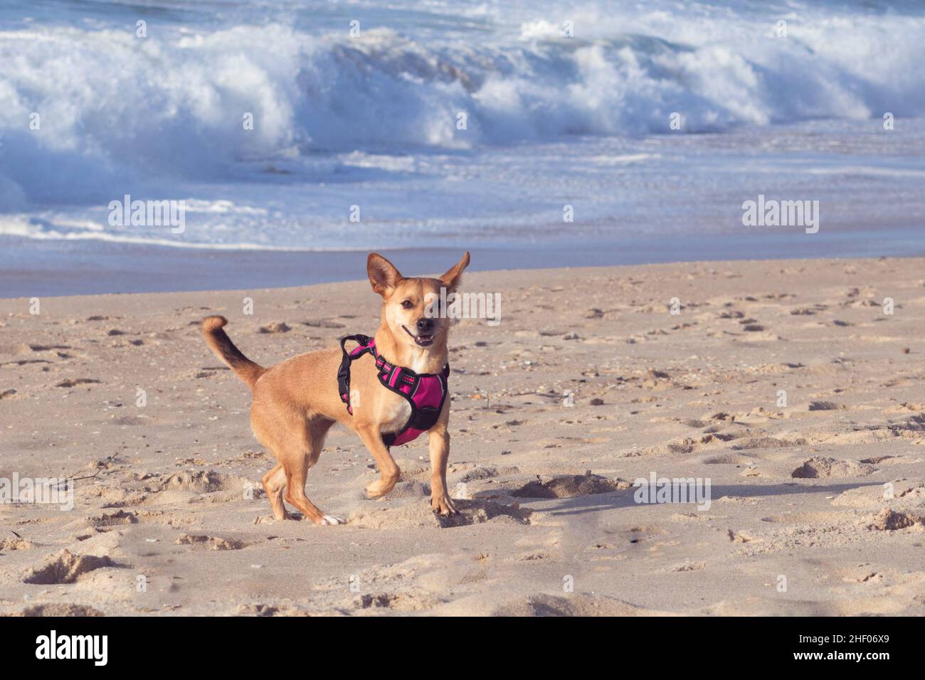 Small mixed-breed fawn colored dog wearing a pink harness at the beach and walking happily on the sand with perky big ears and smiley face Stock Photo