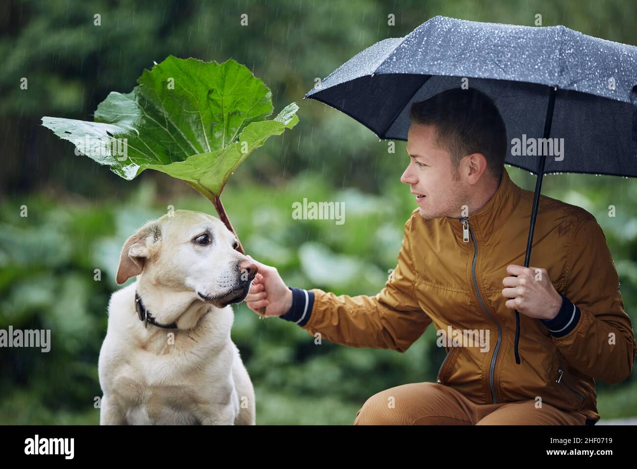 Man with dog in rain. Pet owner holding umbrella and  leaf of burdock above his sad labrador retriever. Stock Photo