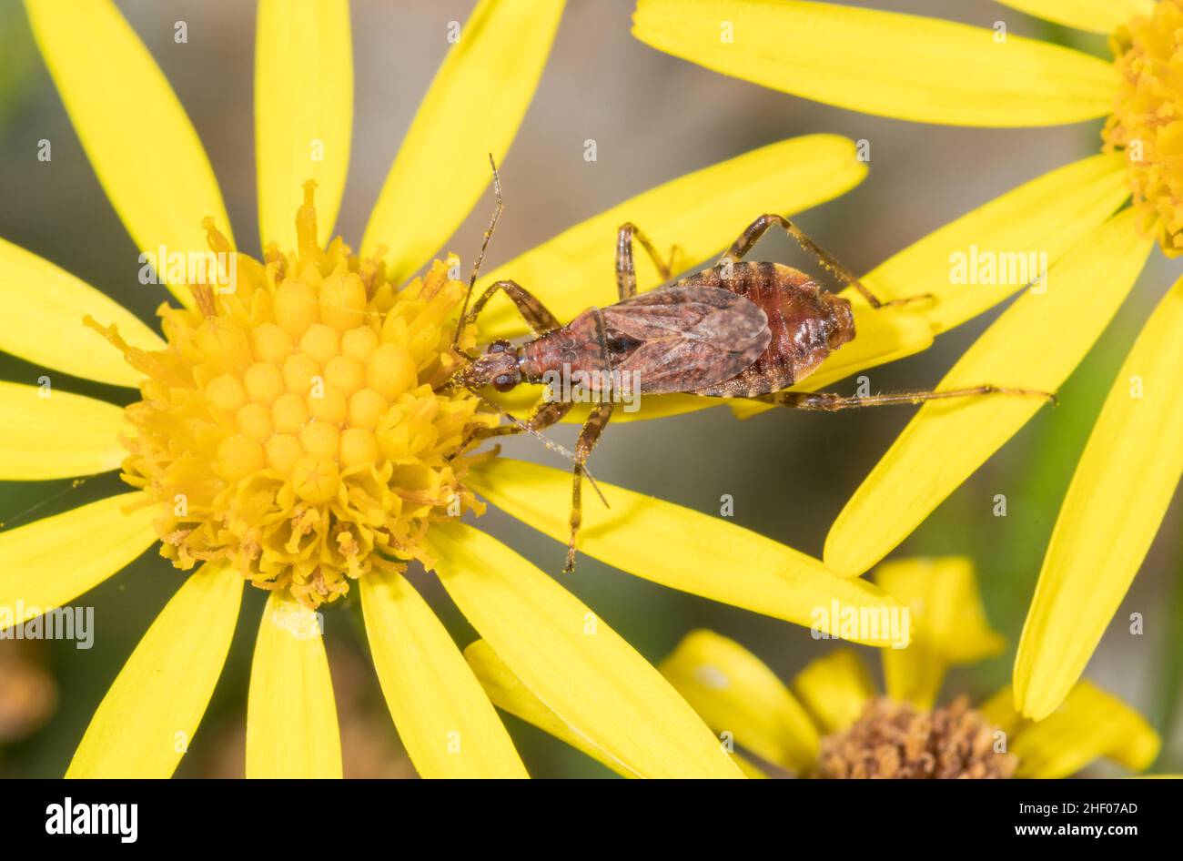 Ant Damsel Bug Male feeding on Ragwort Flower (Himacerus mirmicoides), Nabidae. Sussex, UK Stock Photo