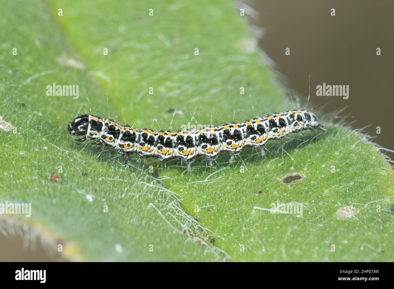 Bordered Ermel Moth Caterpillar (Ethmia bipunctella), Ethmiidae. Sussex, UK Stock Photo