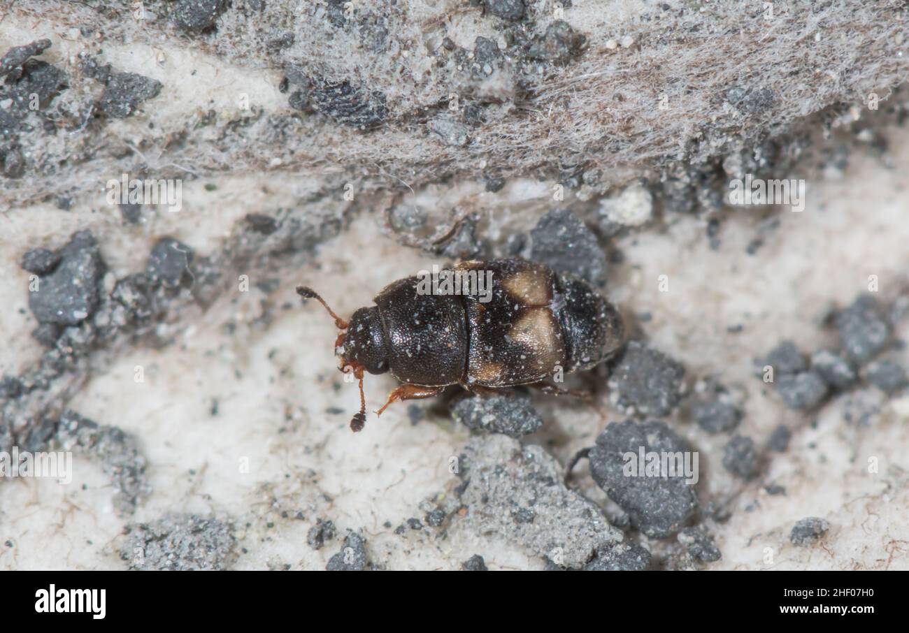 Dried Fruit Beetle (Carpophilus hemipterus), Nitidulidae. Sussex, UK
