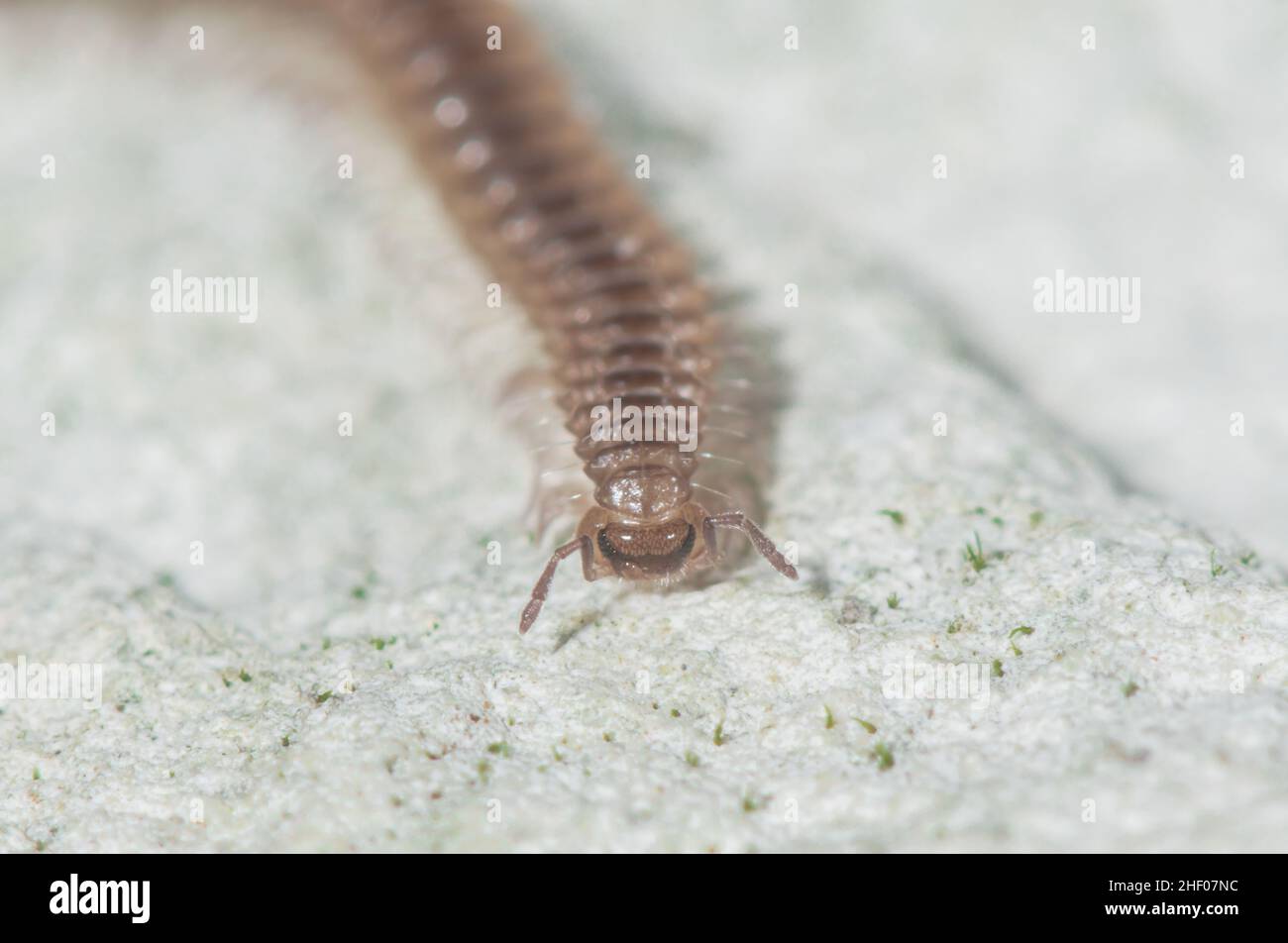 False Flat-back Millipede (Nanogona polydesmoides), CHORDEUMATIDA. Sussex, UK Stock Photo