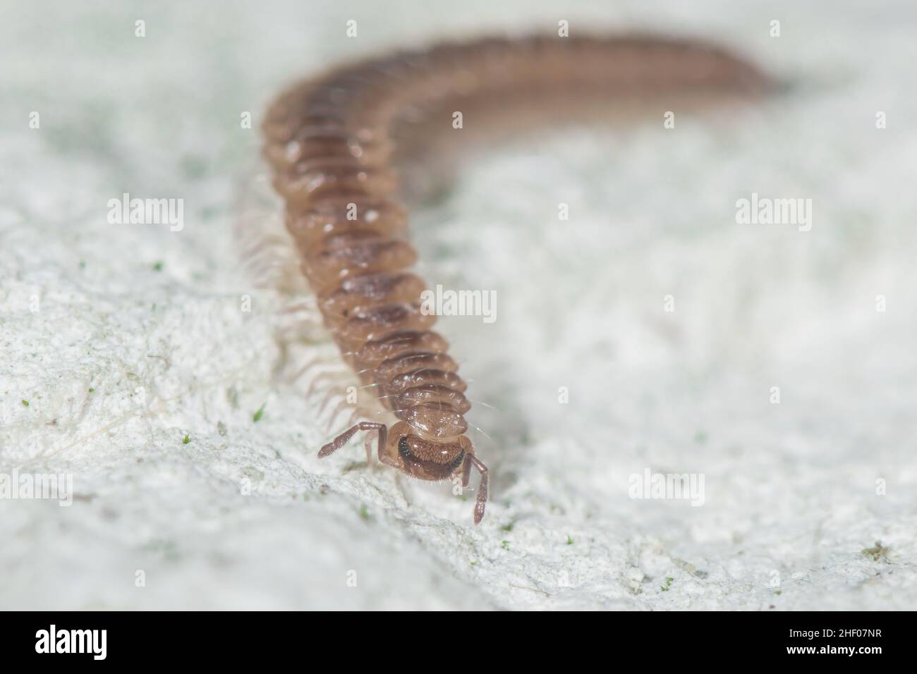False Flat-back Millipede (Nanogona polydesmoides), CHORDEUMATIDA. Sussex, UK Stock Photo