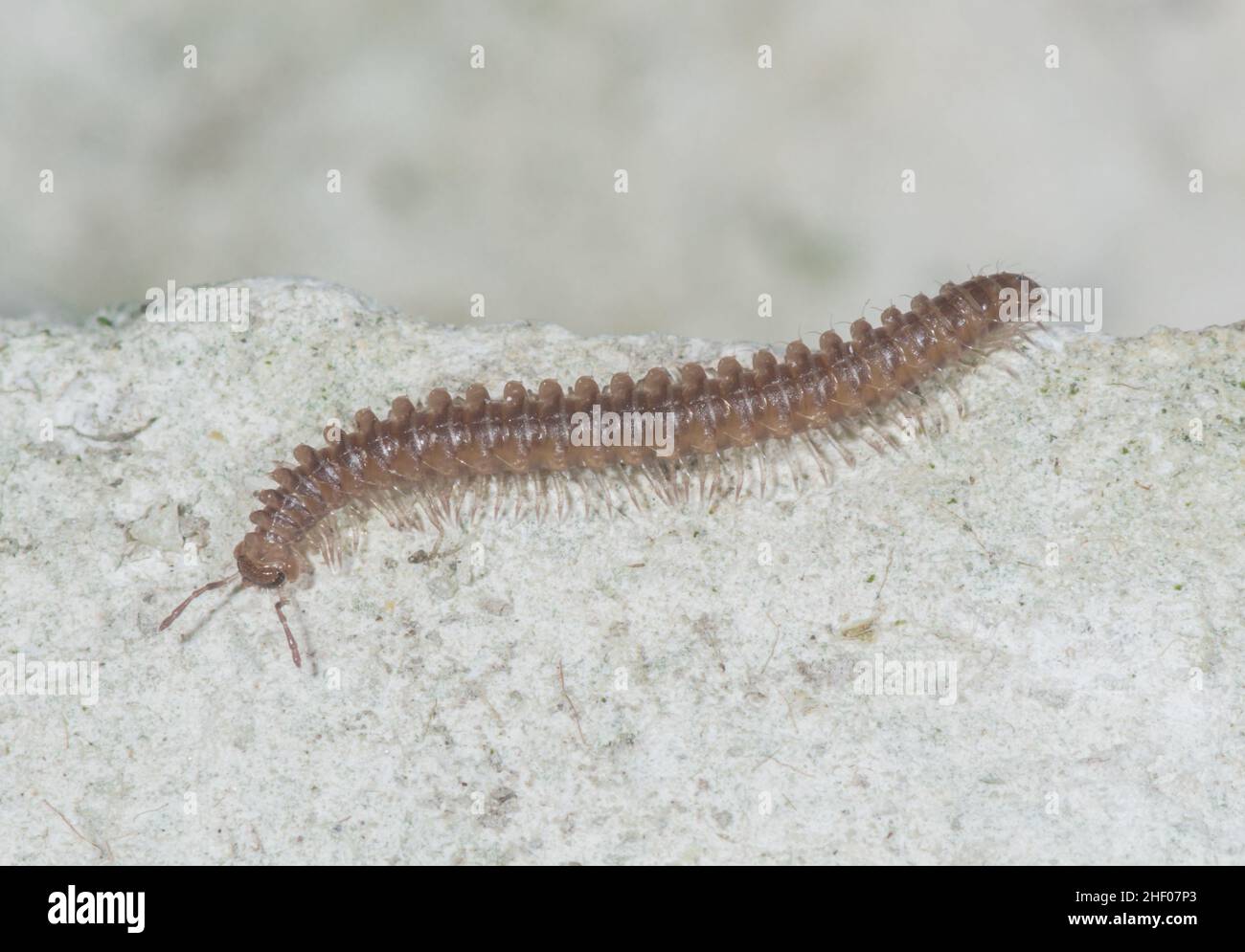 False Flat-back Millipede (Nanogona polydesmoides), CHORDEUMATIDA. Sussex, UK Stock Photo