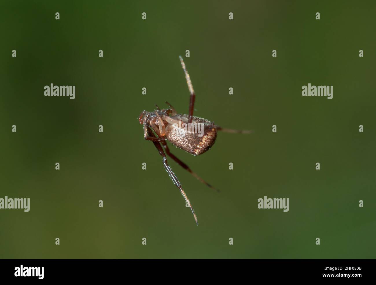 Female Tangle web Spider (Episinus truncatus), Theridiidae. Isle of Wight, UK Stock Photo