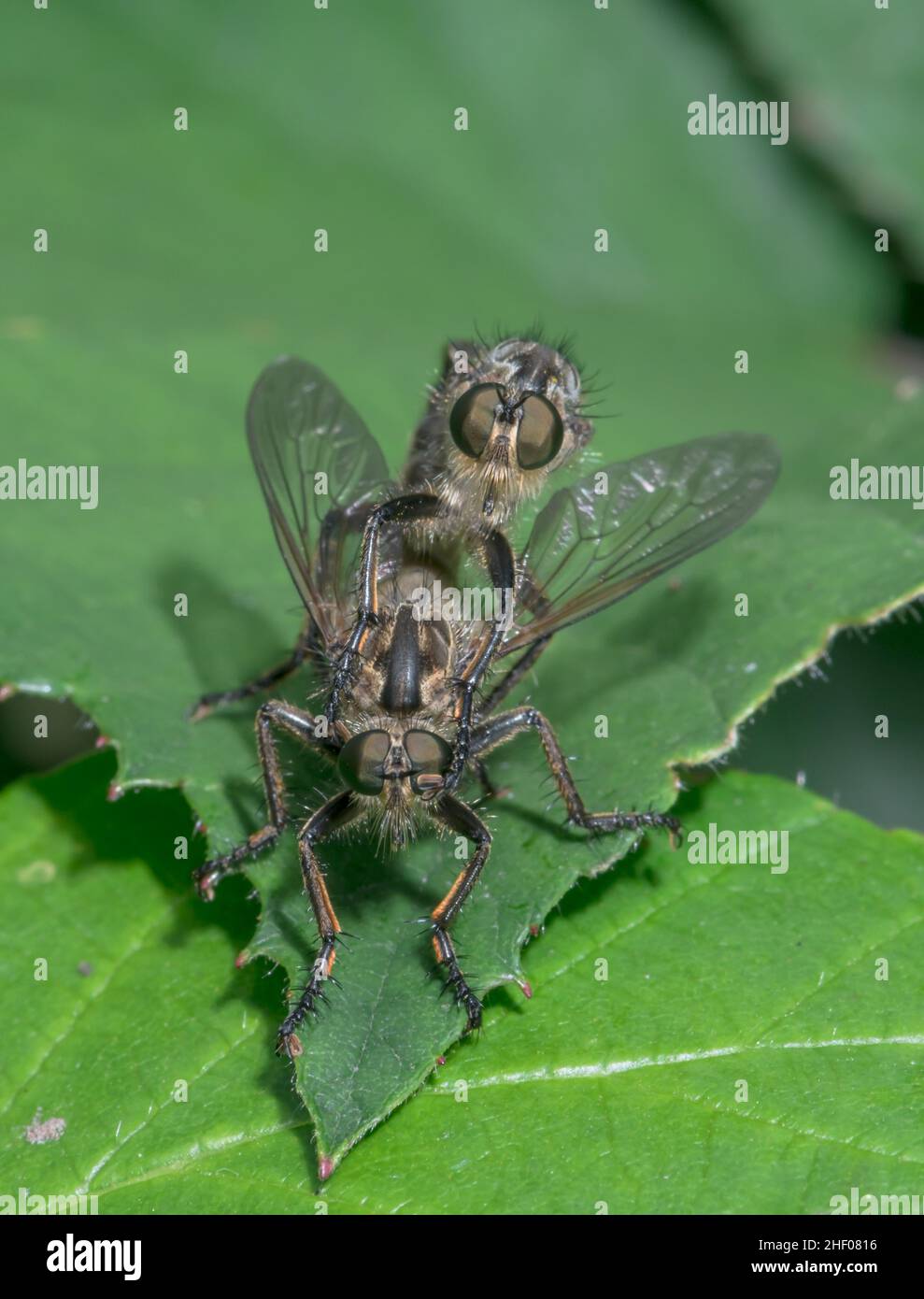 Pair of Golden-tabbed Robberflies (Eutolmus rufibarbis) Mating, Asilidae. Sussex, UK Stock Photo