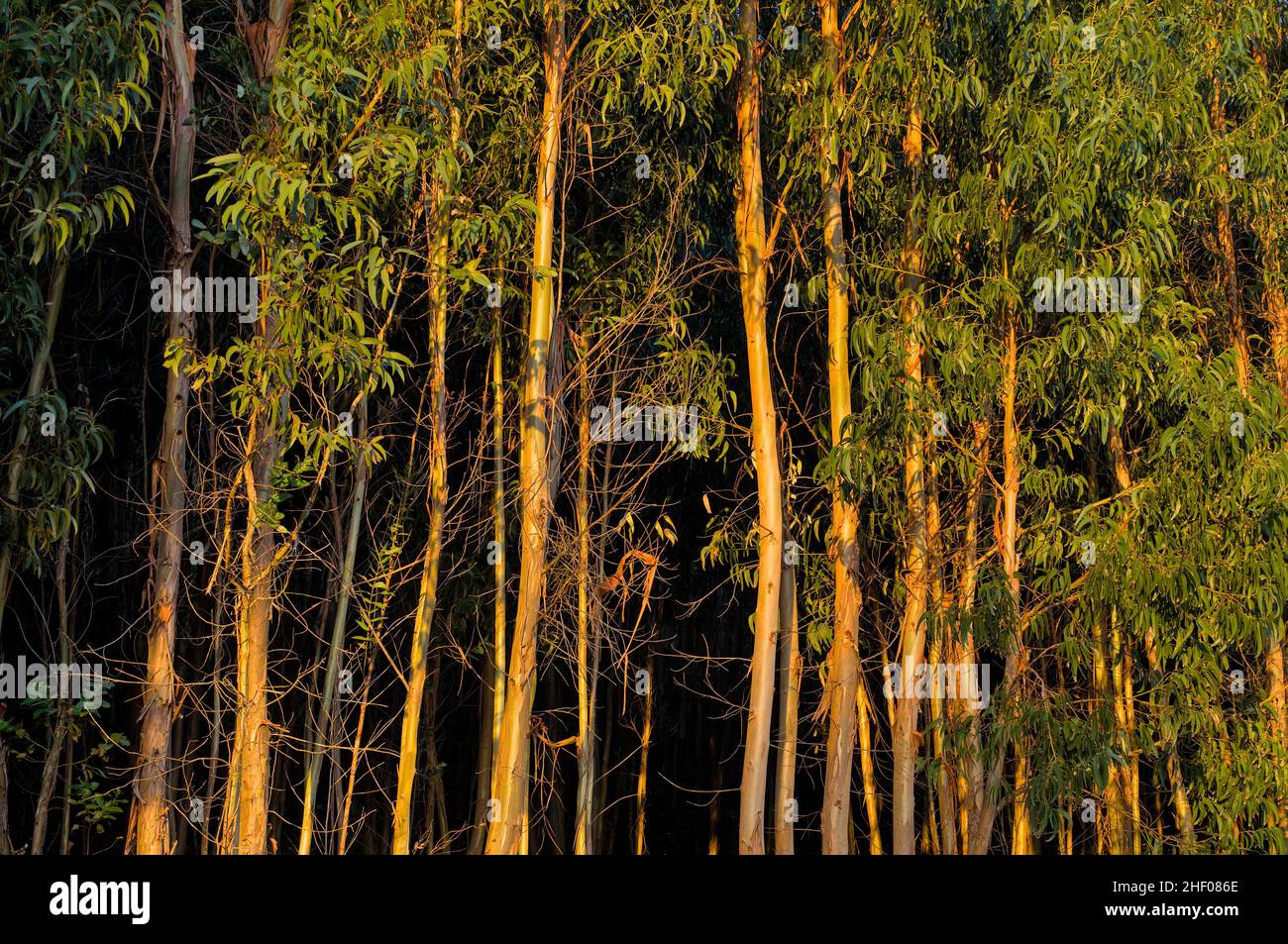 Eucalyptus Trees Forest. Monchique, Algarve, Portugal Stock Photo