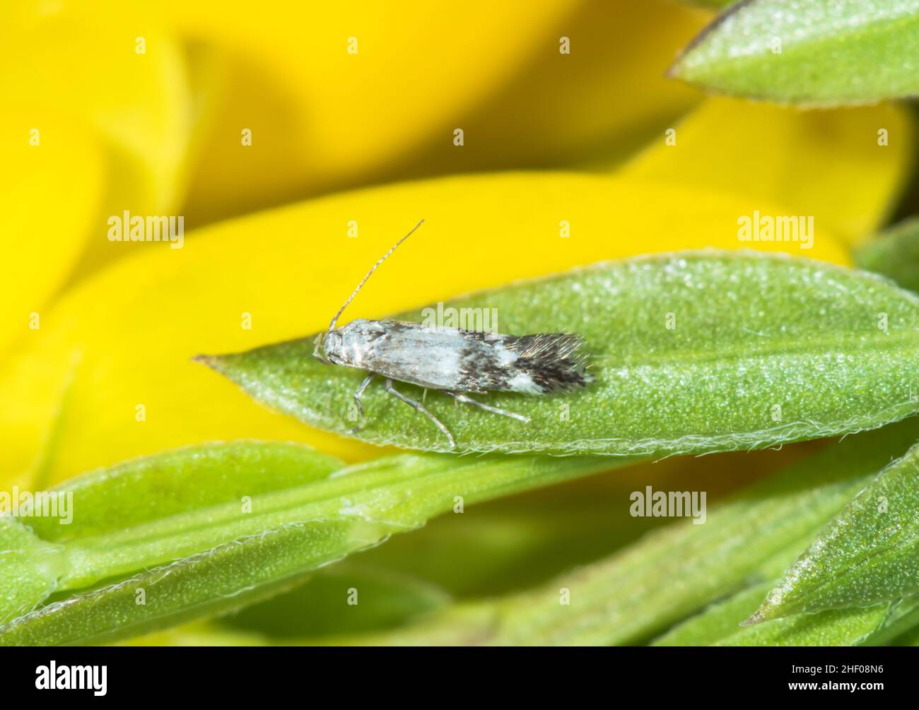 Little Dwarf Micro Moth (Elachista canapennella) Female, Elachistidae ...