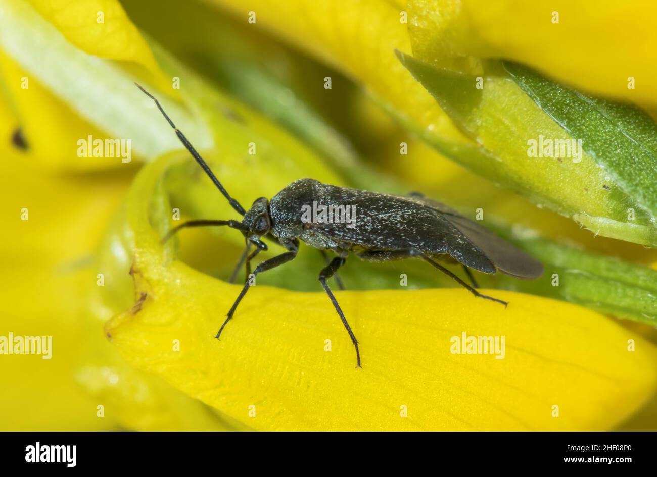 Mirid Bug (Heterocordylus genistae) on Dyers Greenweed, Miridae. Sussex, UK Stock Photo