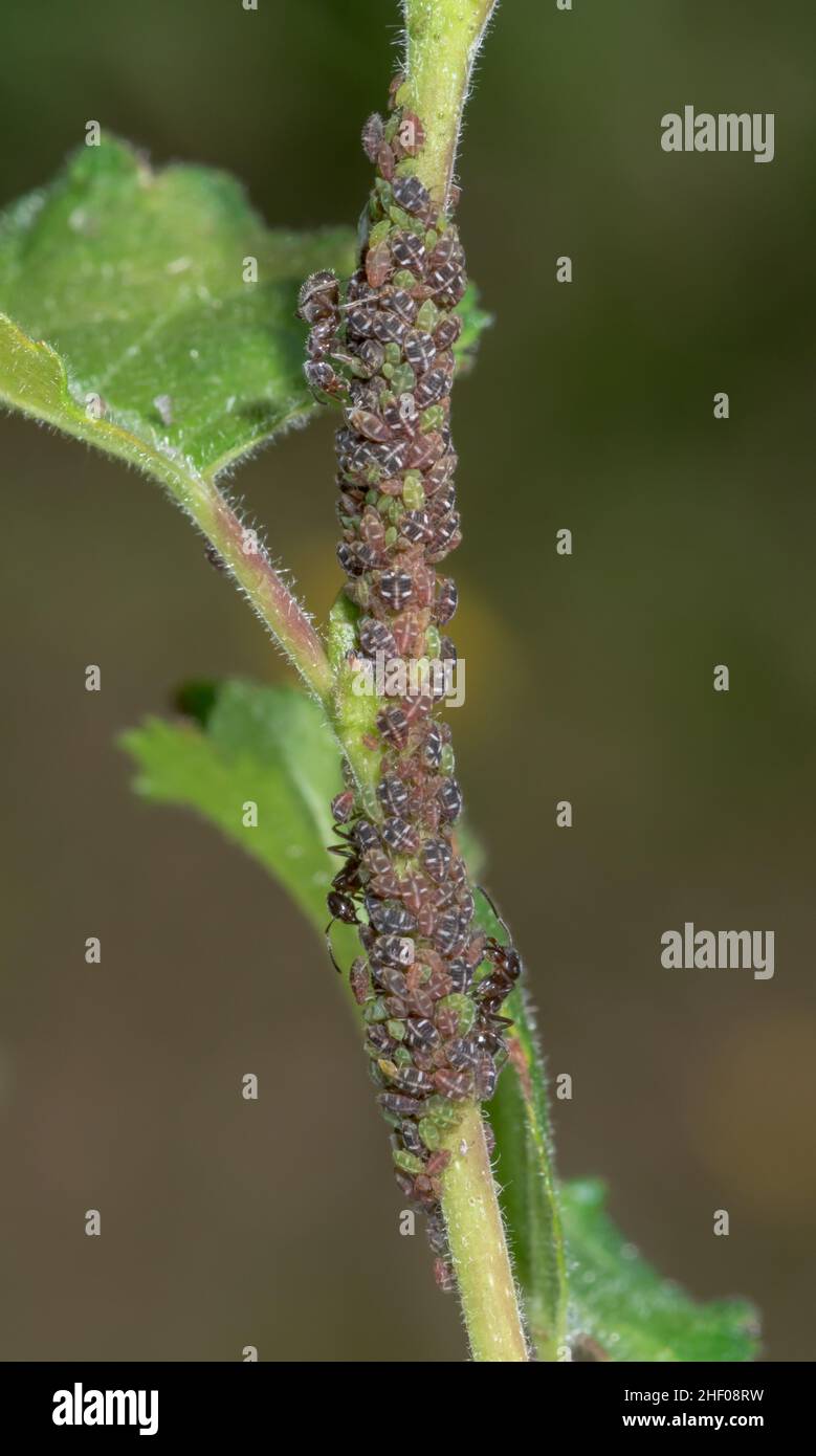 Rare Mixed Colony of Aphids, Green Birch Thelaxid (Glyphina betulae) and Brown Birch Thelaxid (Glyphinia pseudoschrankiana). Sussex, UK Stock Photo