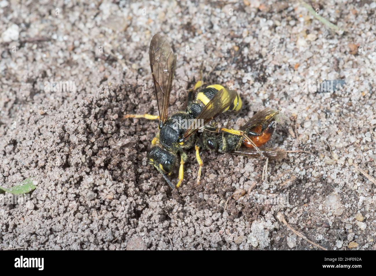 Ornate-tailed Digger Wasp (Cerceris rybyensis) with Solitary Bee prey, Crabronidae. Sussex, UK Stock Photo