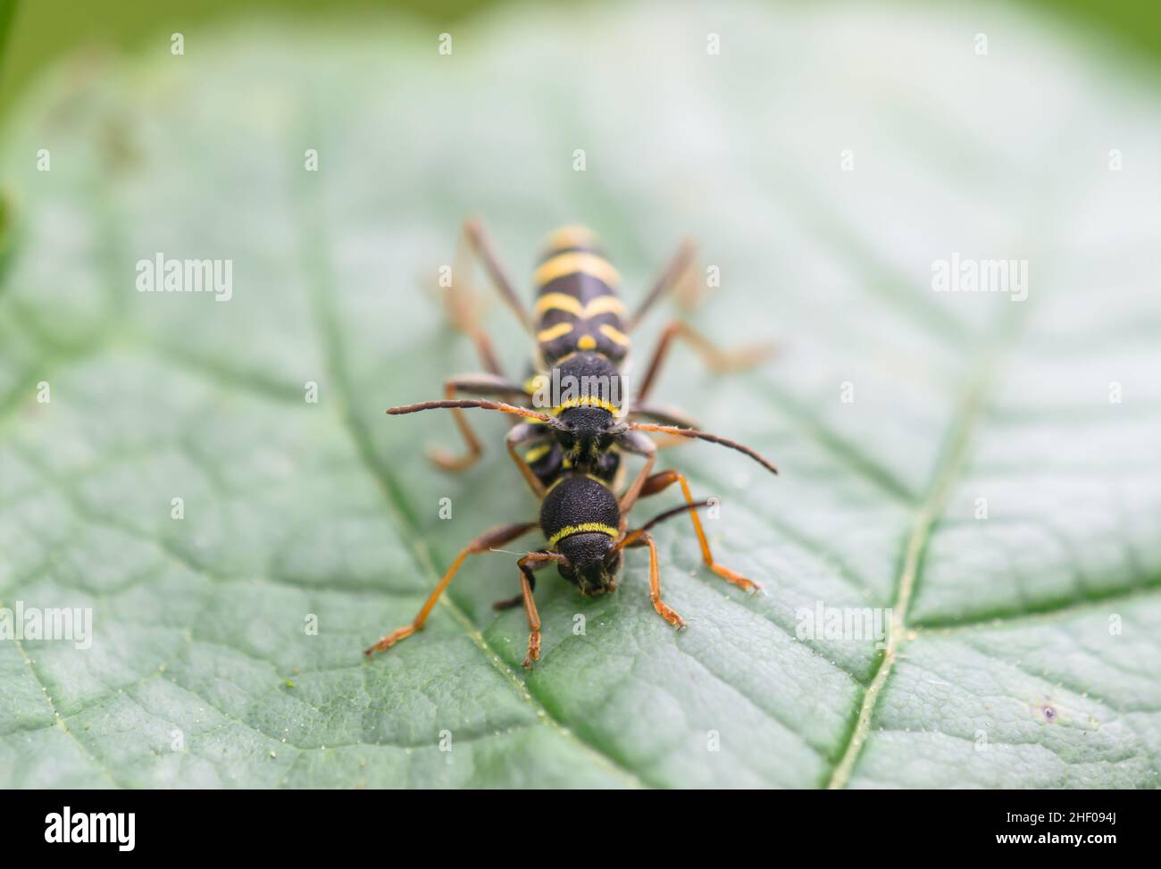 Mating Wasp Beetles (Clytus arietis), Cerambycidae. Sussex, UK Stock Photo