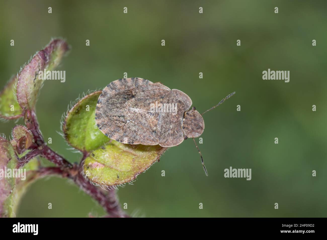 Rare Shieldbug (Sciocoris homalonotus), Pentatomidae. Sussex, UK Stock Photo