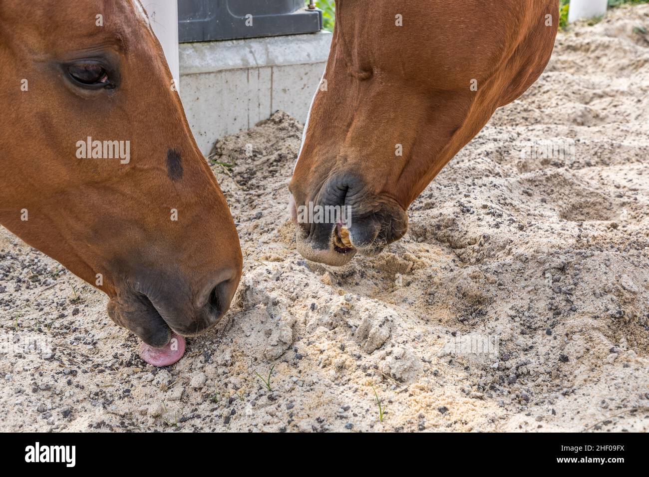 head of horses licking sand and minerals in the corral Stock Photo Alamy