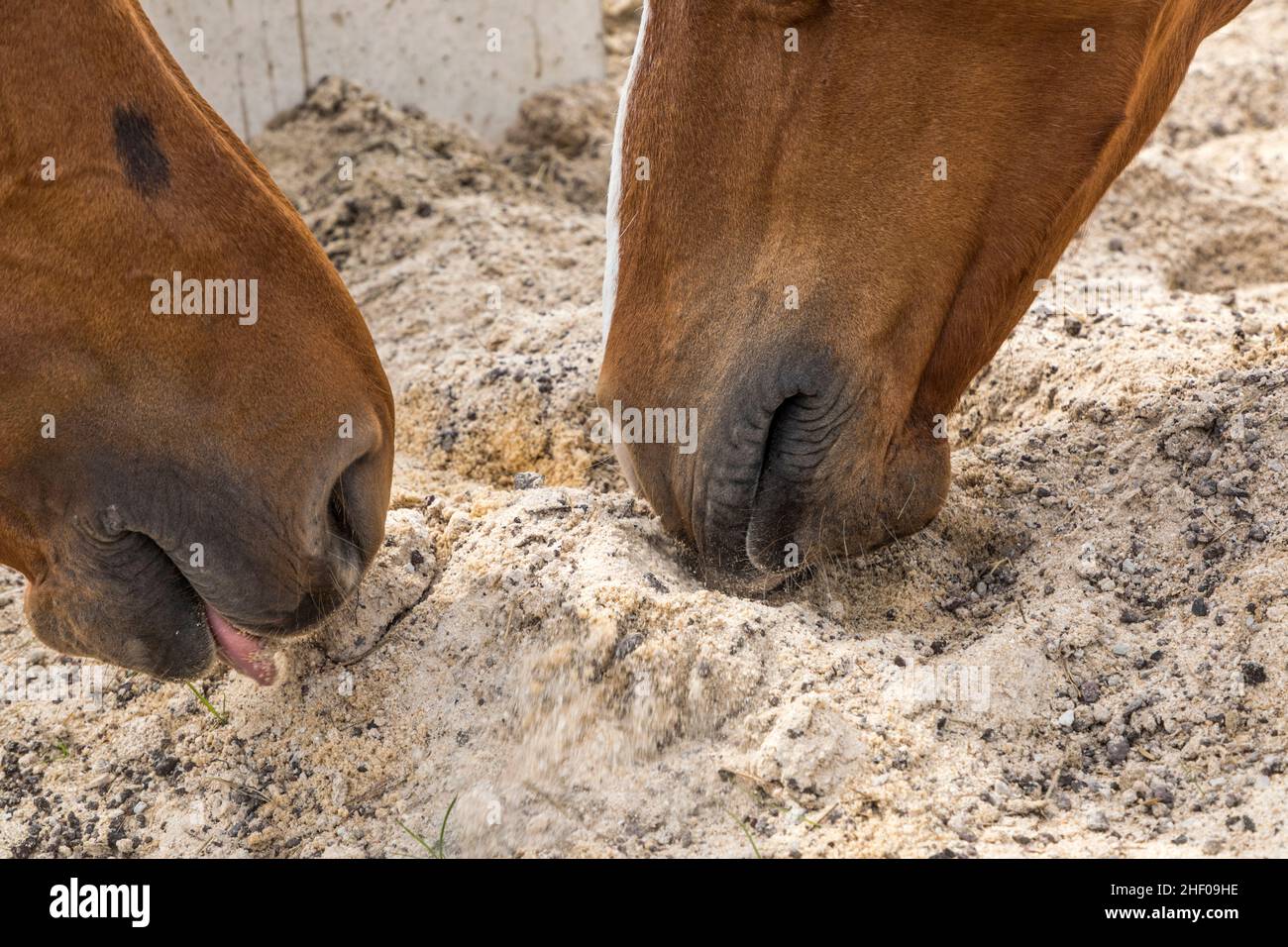 head of horses licking sand and minerals in the corral Stock Photo Alamy