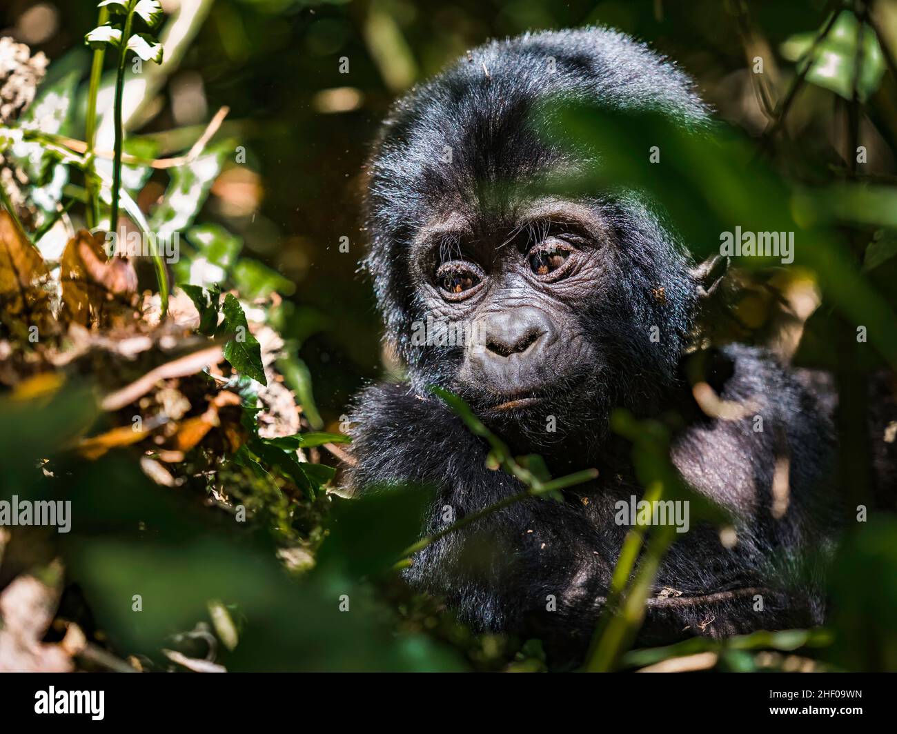 wild baby silver back gorilla peeking through the jungle Stock Photo