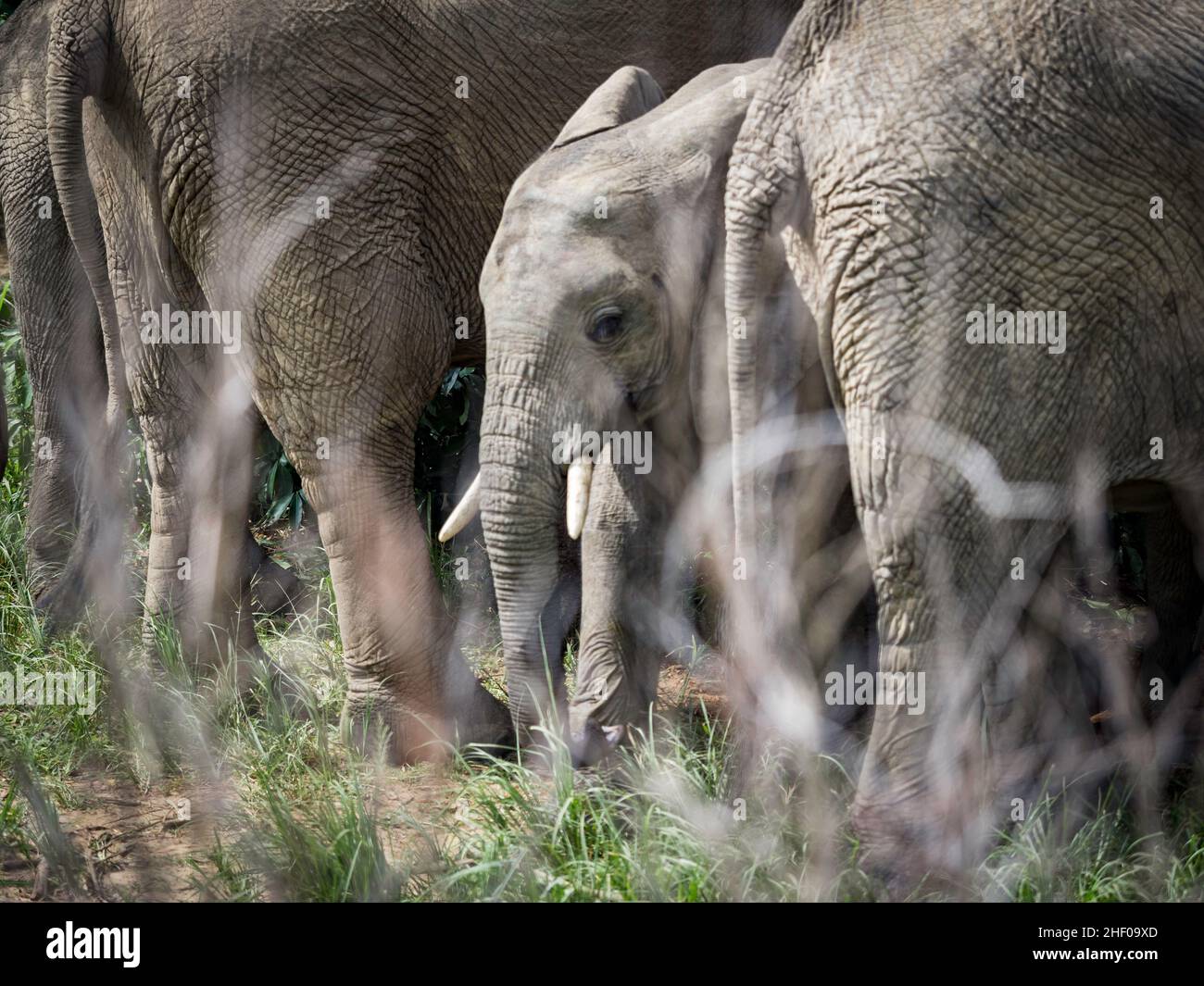 Wild african elephants in Queen Elizabeth National Park Uganda Stock Photo
