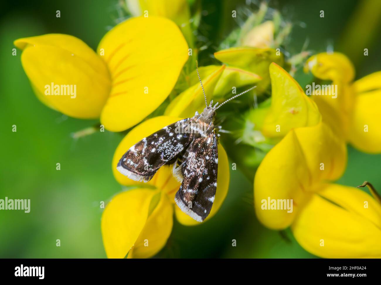 Miller's Nettle Tap or Small Twitcher Micro Moth (Prochoreutis myllerana), Choreutidae. Sussex UK Stock Photo