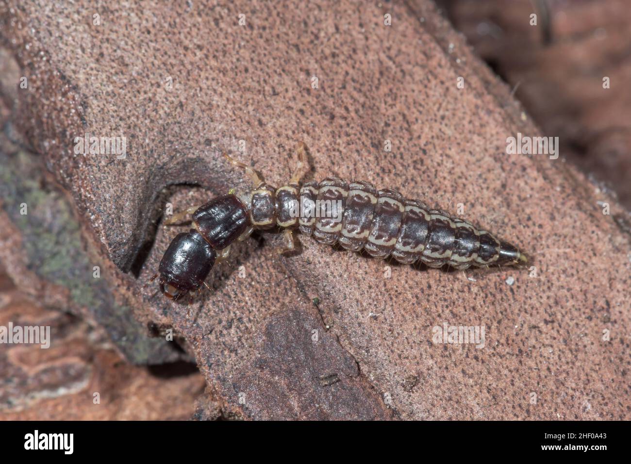 Another Snakefly larva on Pine Atlantoraphidia maculicollis OR Phaeostigma notata (Raphidiidae). Sussex, UK Stock Photo
