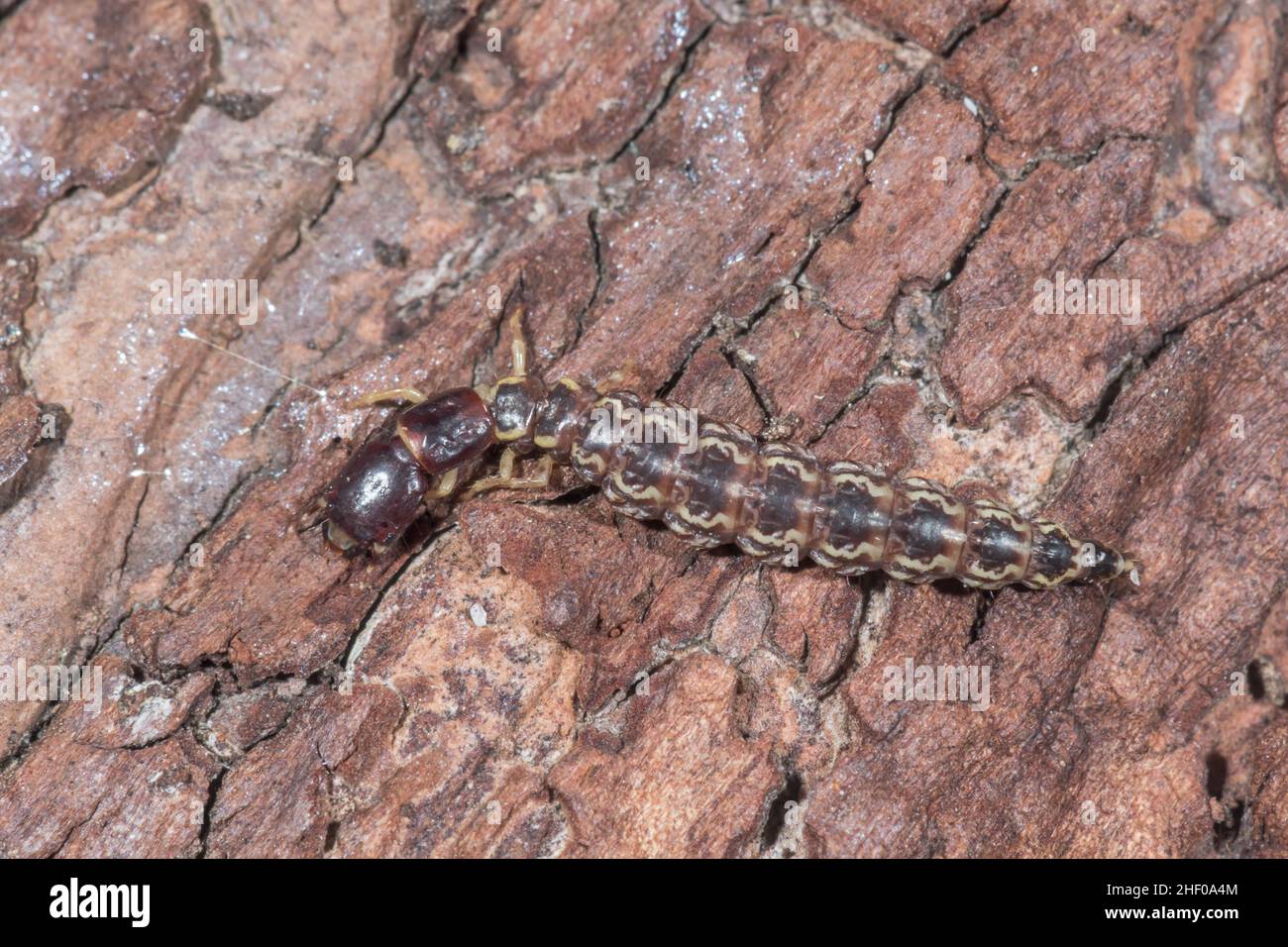 A Snakefly larva on Pine Atlantoraphidia maculicollis OR Phaeostigma notata (Raphidiidae). Sussex, UK Stock Photo