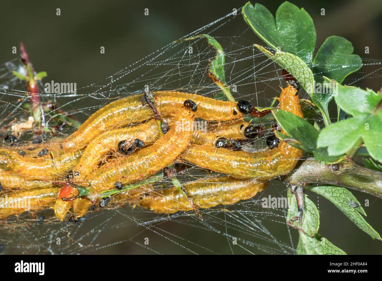 Social Pear Sawfly (Neurotoma saltuum) larvae, Pamphiliidae, Symphyta. Sussex, UK Stock Photo