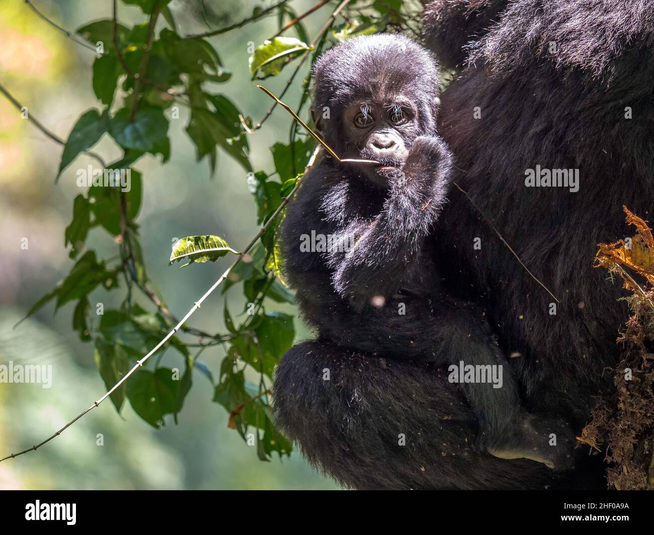 Wild Silverback gorilla baby in Bwindi Impenetrable Forest Uganda Stock Photo