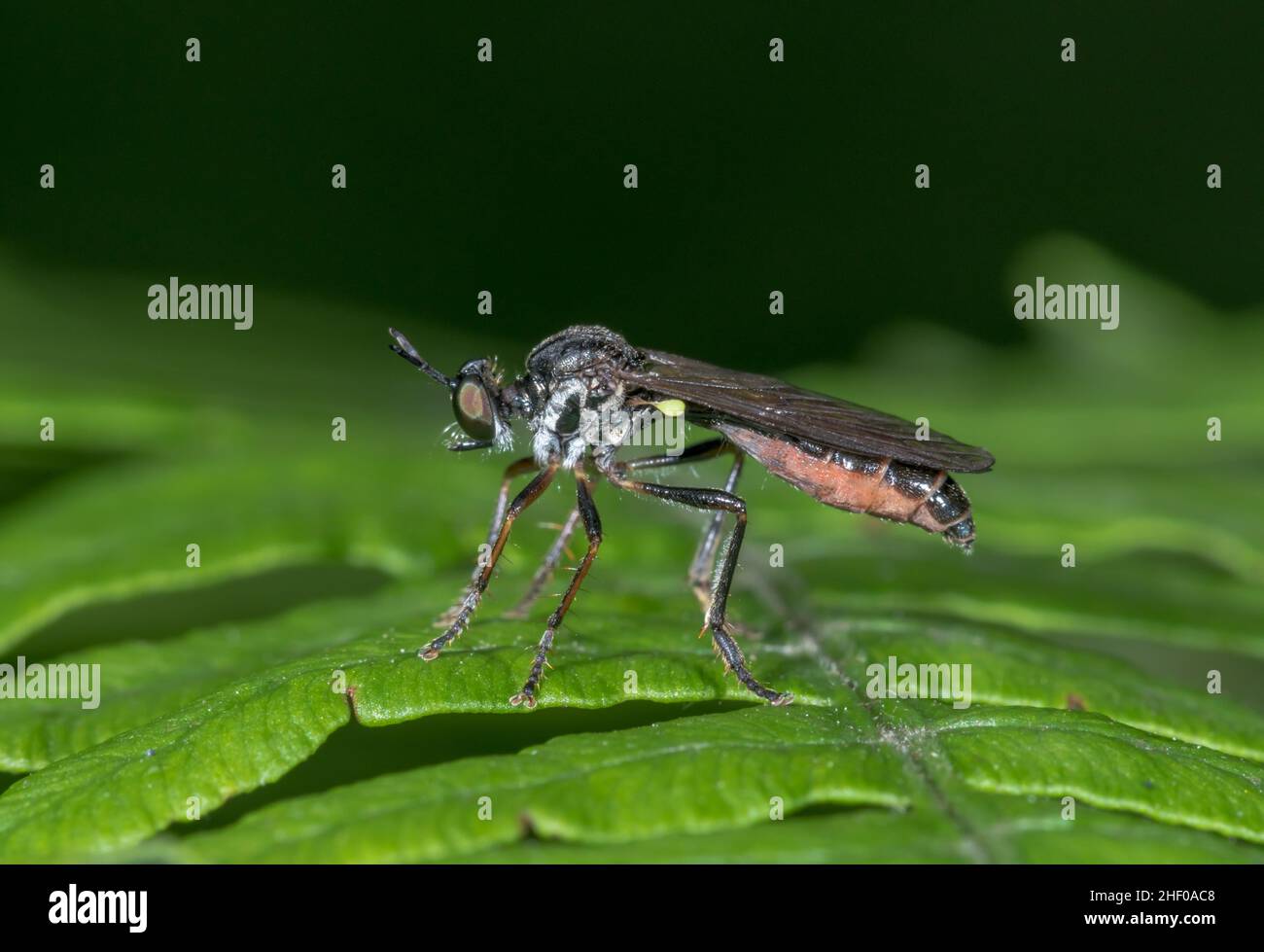 Female Stripe legged Robberfly (Dioctria baumhaueri / hyalipennis), Asilidae. Sussex, UK Stock Photo