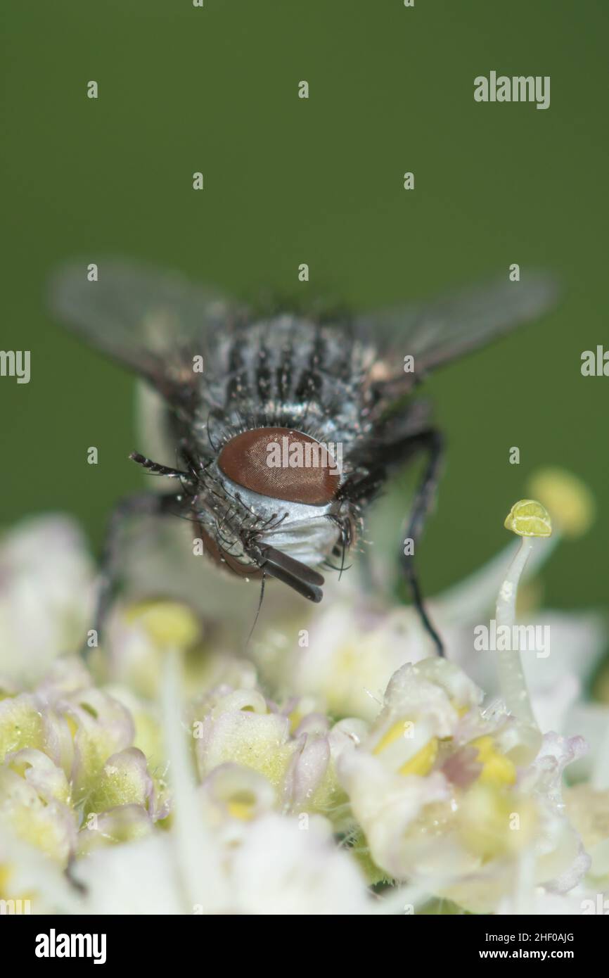 Tachinid Fly cleaning its swivel head (Phryxe cf vulgaris) Butterfly Parasite, Tachinidae. Sussex, UK Stock Photo