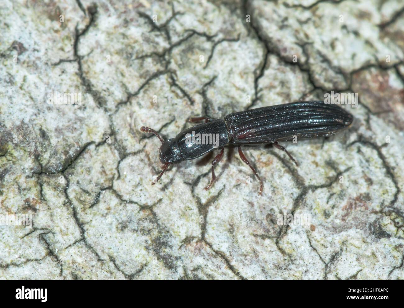 Cylindrical Bark Beetle on dead wood (Colydium elongatum) COLYDIIDAE. Sussex, UK Stock Photo