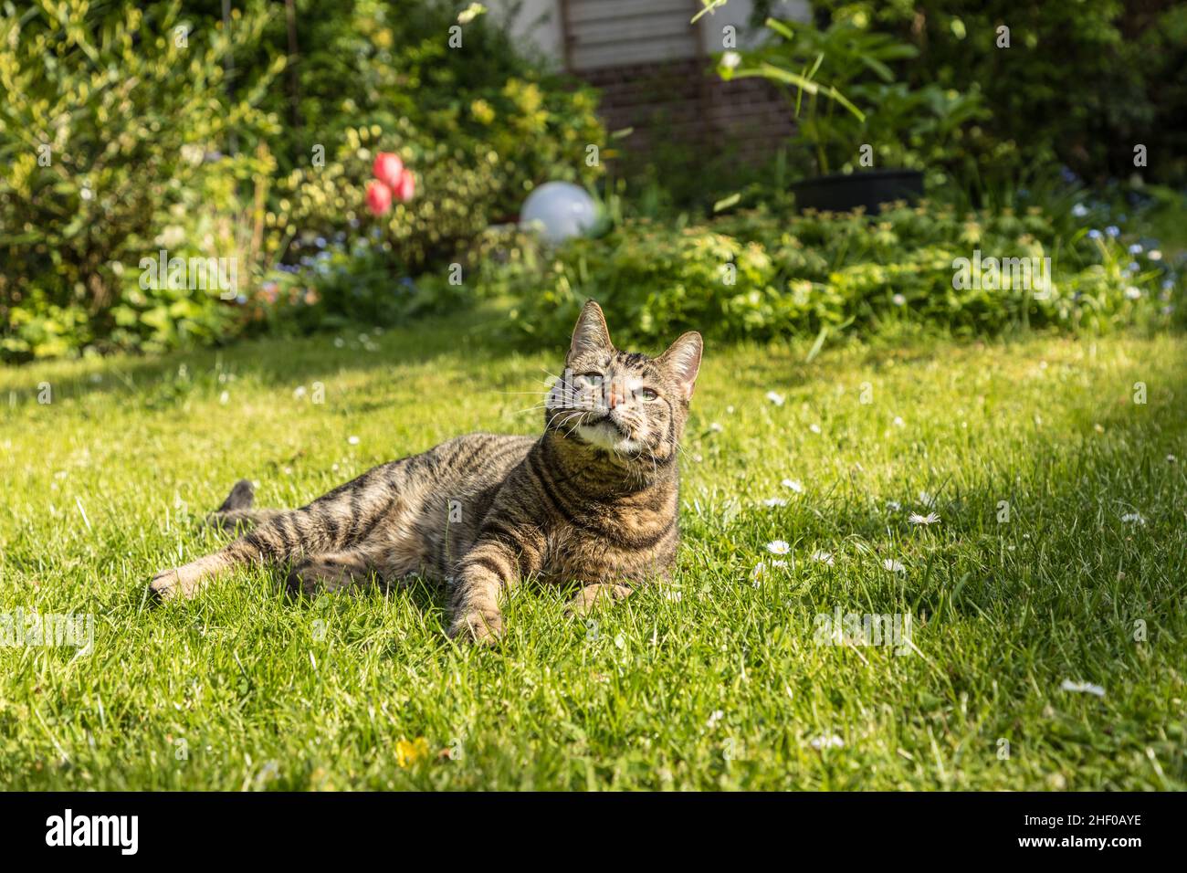 cute cat enjoys the green grass and the sun Stock Photo - Alamy