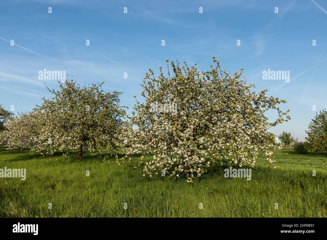 blooming apple trees on green meadow in spring Stock Photo - Alamy