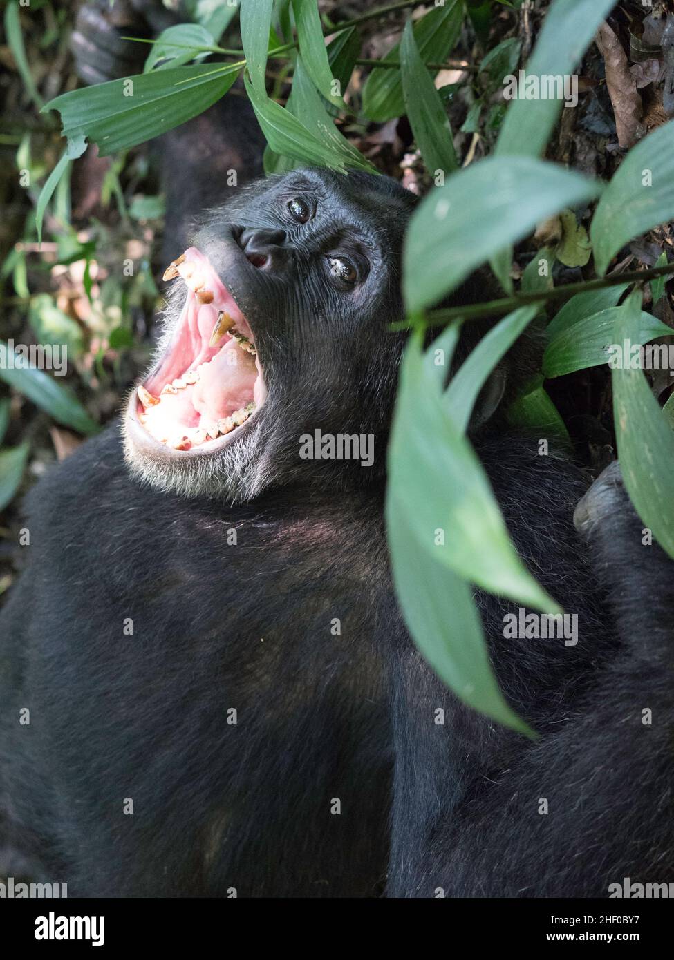 Wild chimpanzee in Kibale Forest Uganda Stock Photo