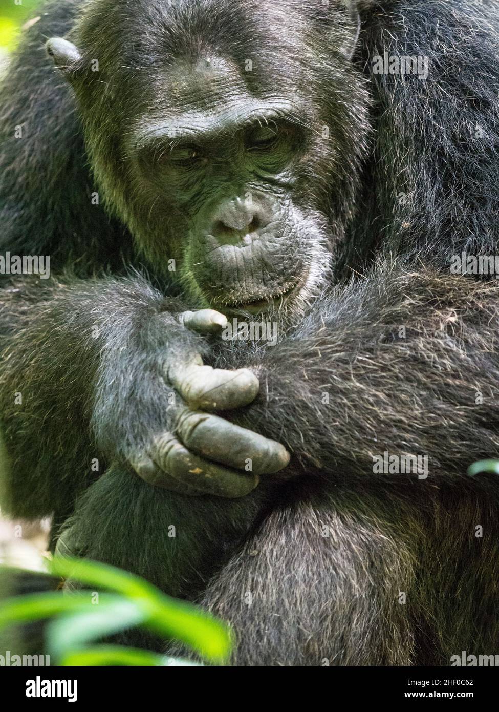 Wild chimpanzee in Kibale Forest Uganda Stock Photo