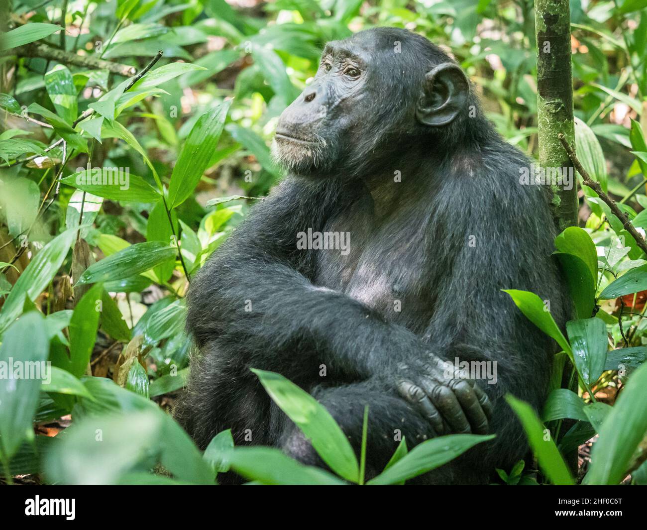 Wild chimpanzee in Kibale Forest Uganda Stock Photo - Alamy