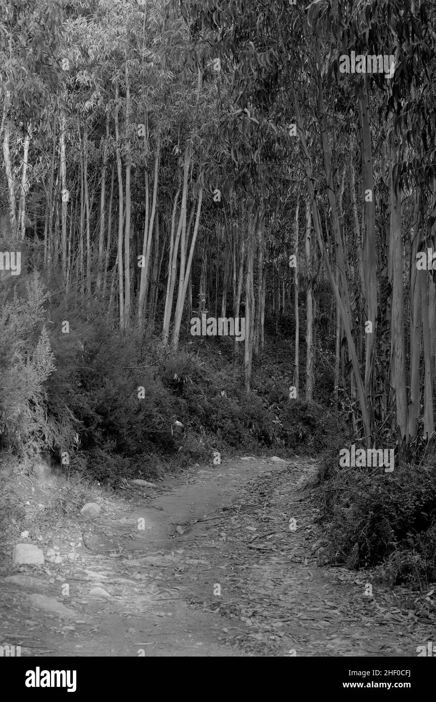 Via Algarviana and Eucalyptus Trees Forest. Monchique, Algarve, Portugal Stock Photo