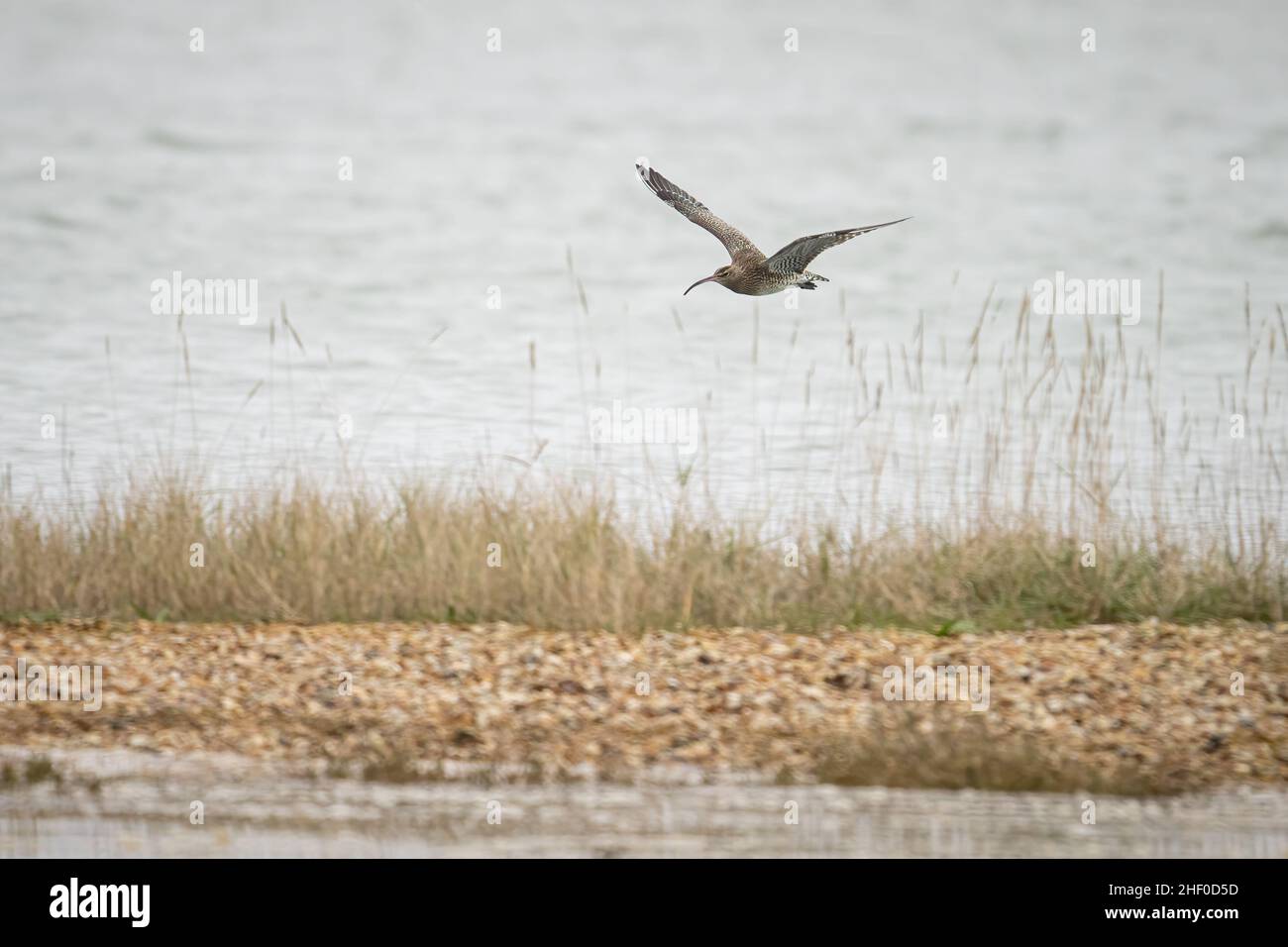 A whimbrel (Numenius phaeopus) flying in the RSPB Pagham Harbour Nature Reserve in Selsey, West Sussex. Stock Photo