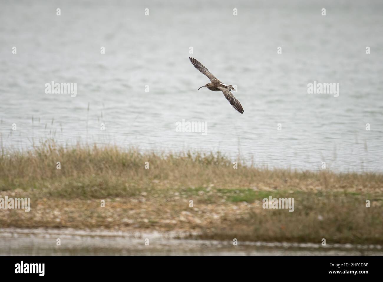 Whimbrel Rspb A whimbrel (Numenius phaeopus) flying in the RSPB Pagham Harbour Nature ...