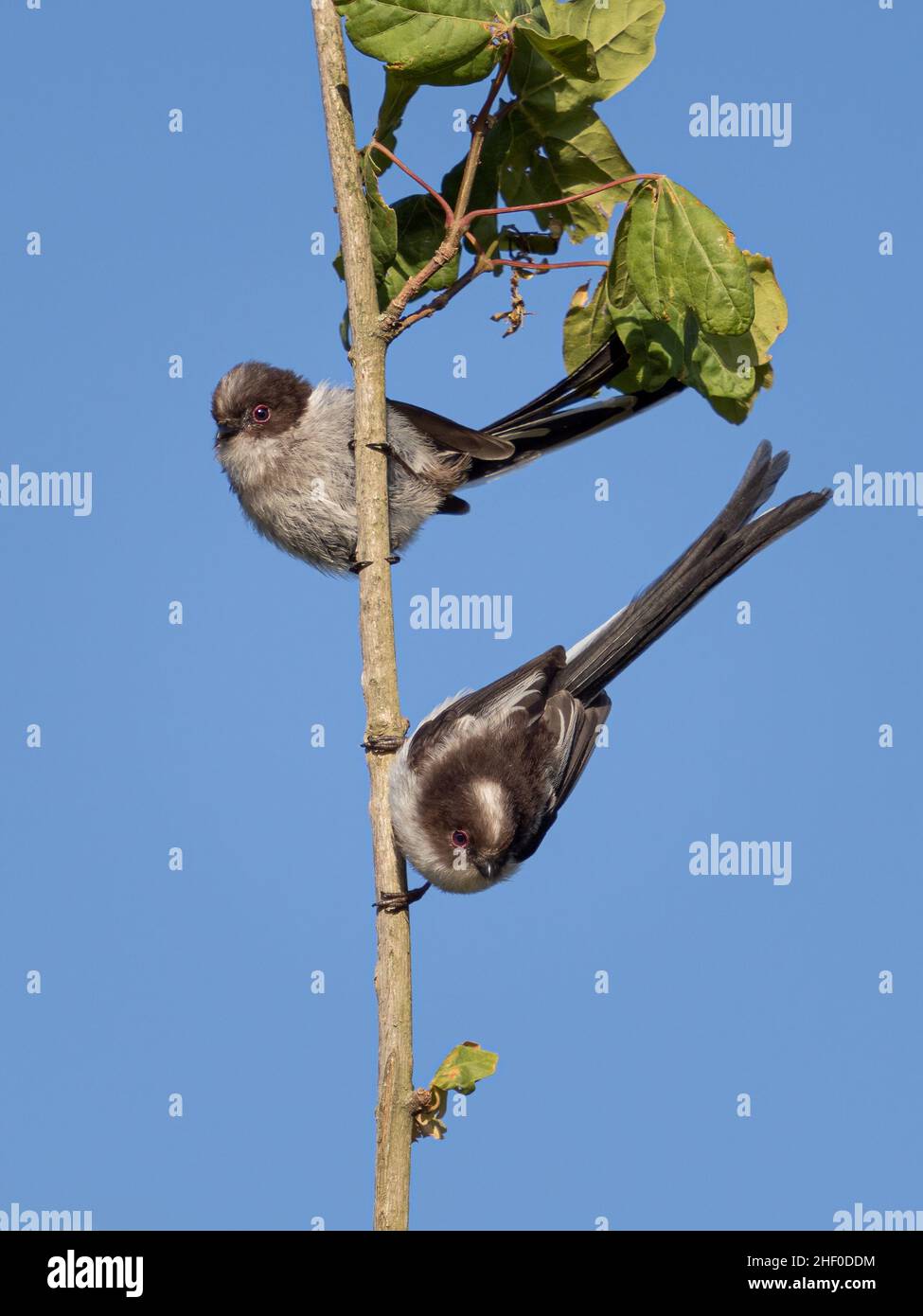 A pair of long-tailed tits (Aegithalos caudatus) seen in the Beddington Farmlands Nature Reserve in Sutton, London. Stock Photo