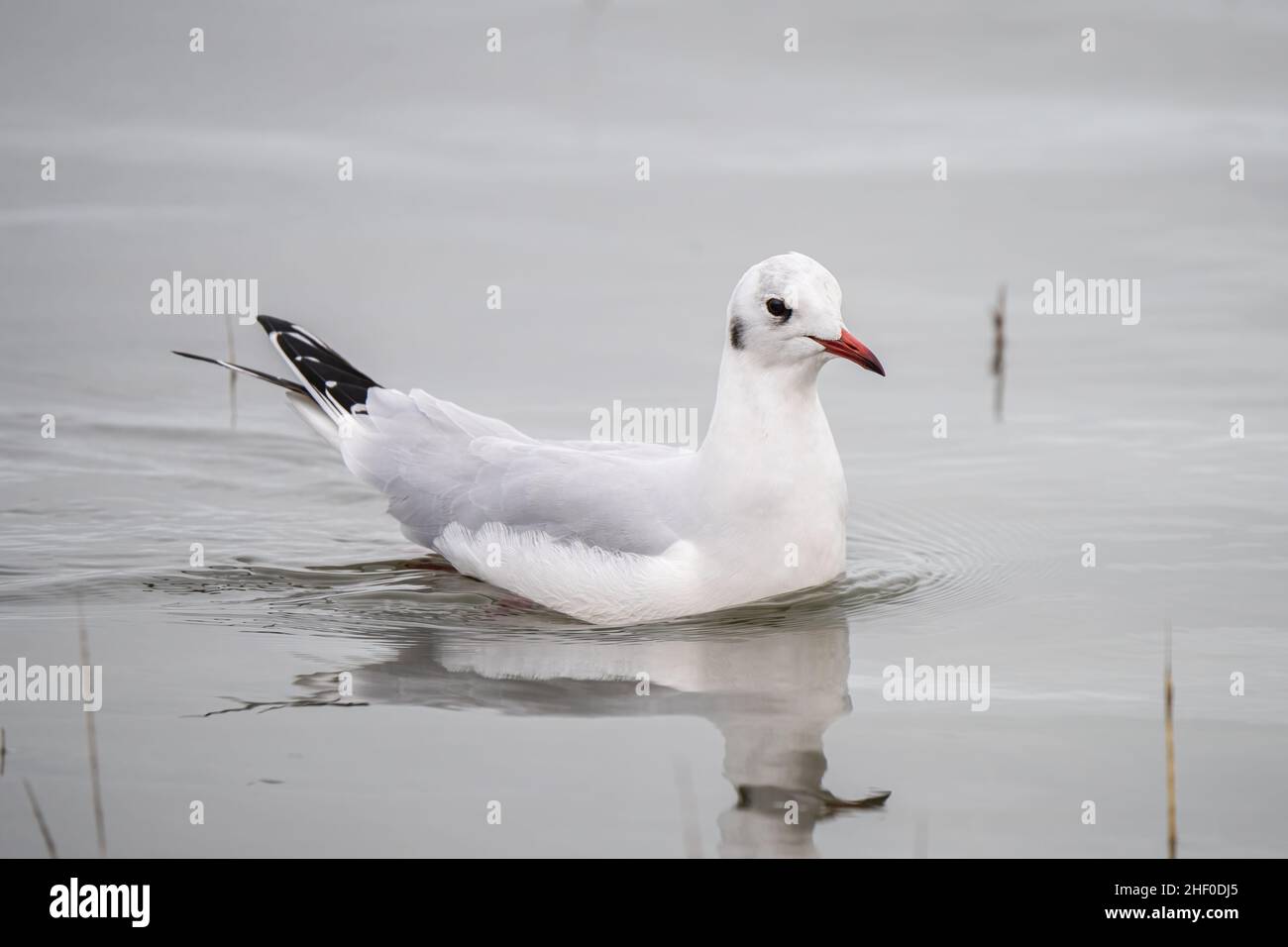 A black-headed gull (Chroicocephalus ridibundus) in the RSPB Pagham Harbour Nature Reserve in Selsey, West Sussex. Stock Photo