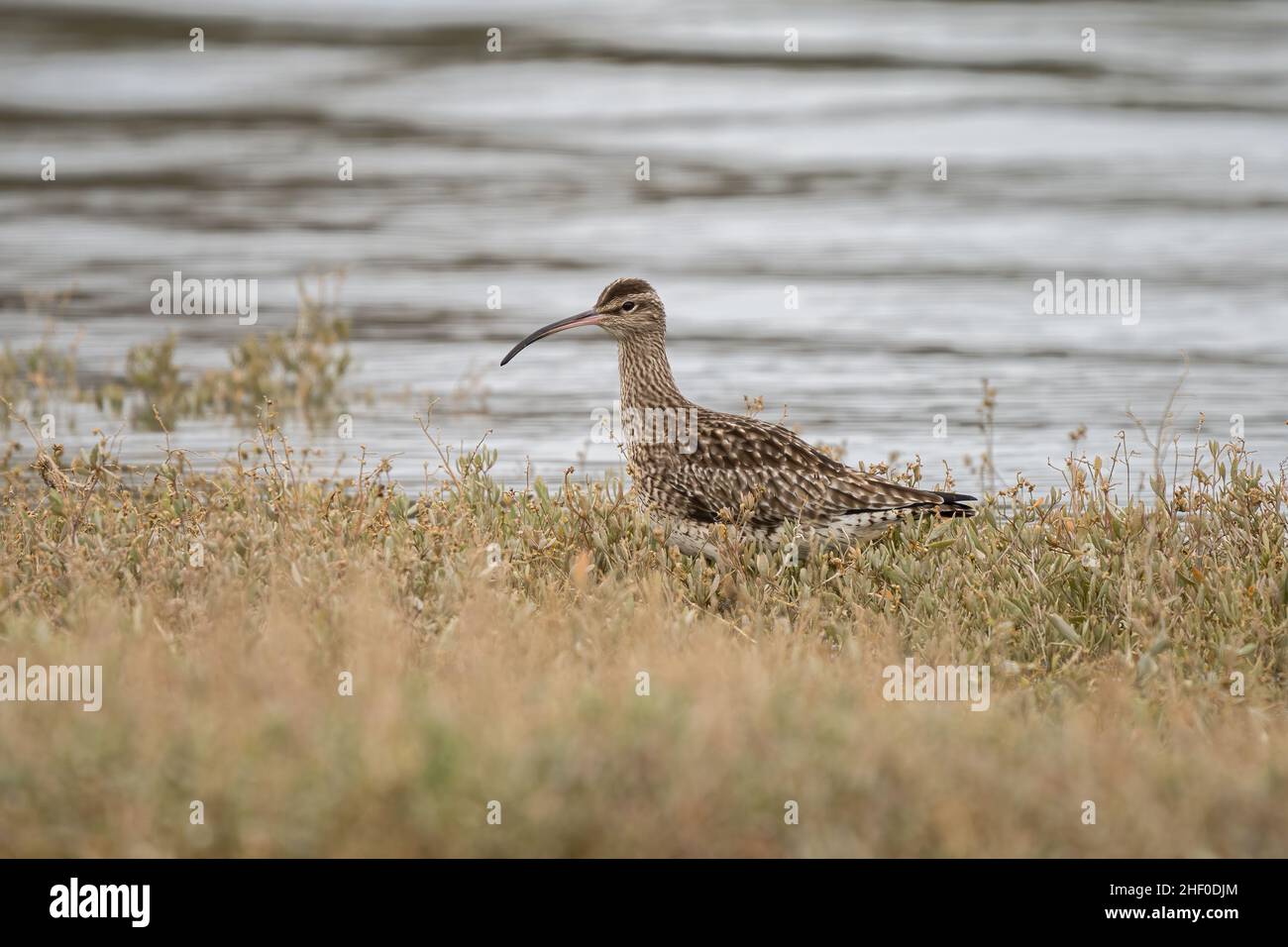 A whimbrel (Numenius phaeopus) in the RSPB Pagham Harbour Nature Reserve in Selsey, West Sussex. Stock Photo