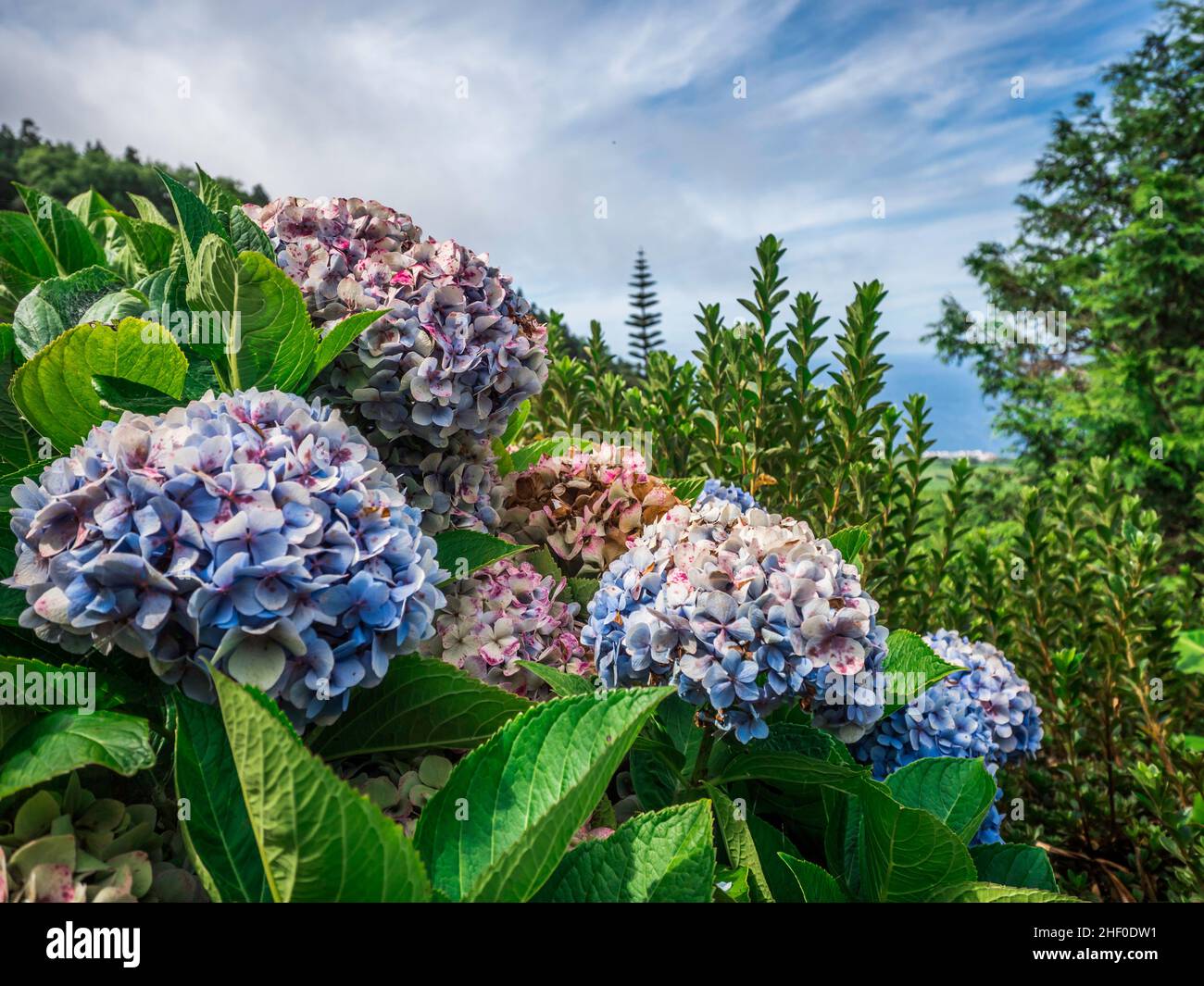 beautiful landscape full of hydrangea flowers on Sao Miguel Island Azores island Stock Photo