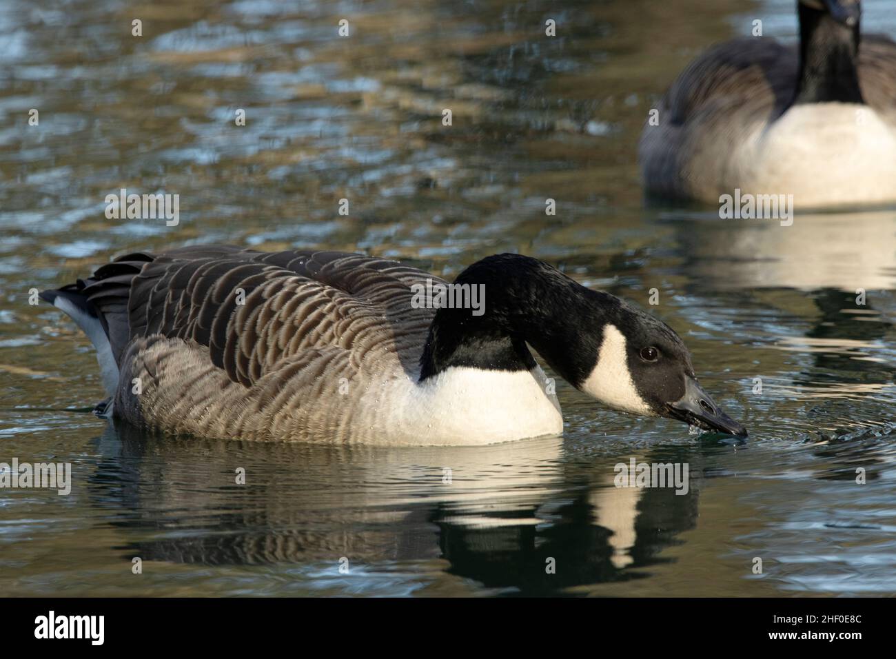 Bank geese hi-res stock photography and images - Page 15 - Alamy