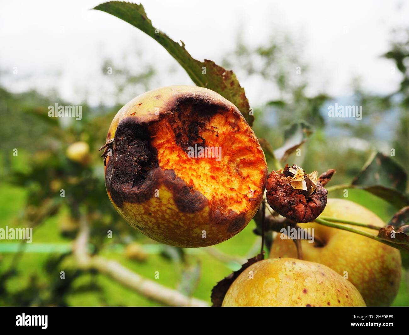 Apple tree in the garden Stock Photo - Alamy