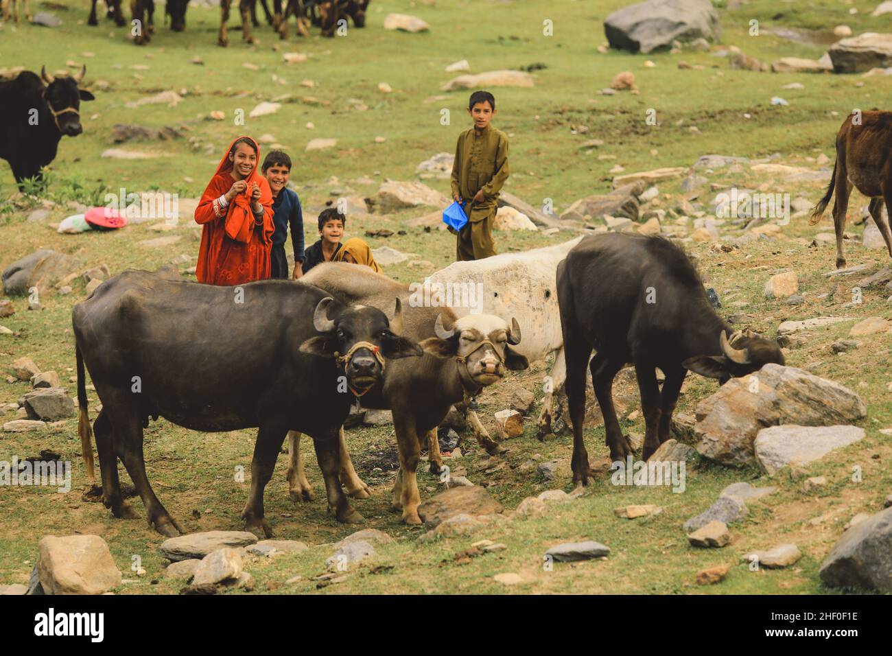Gilgit Baltistan, Pakistan - June 08, 2020: Poor Children with the Livestock in the Mountain Village Stock Photo
