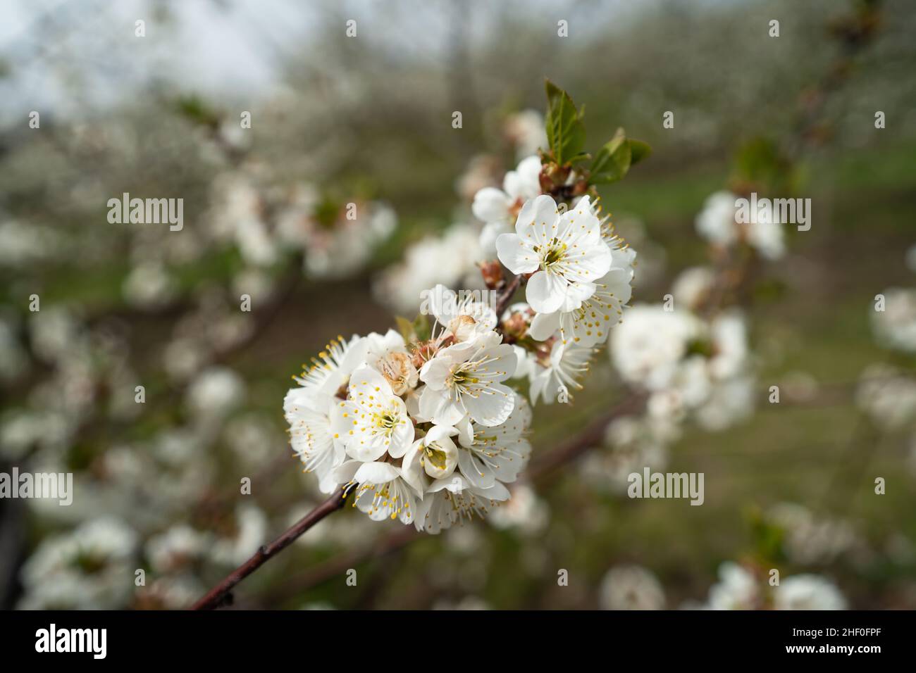 Close up on cherry tree branches in bloom white flowers blossom Stock Photo